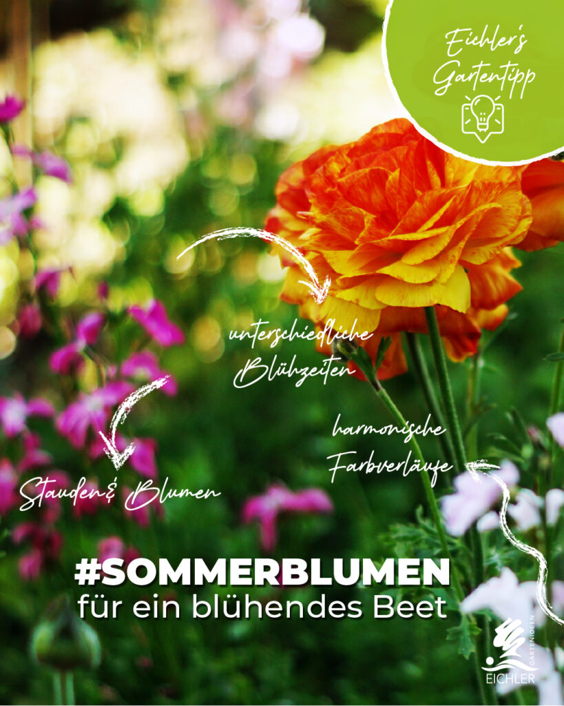 Gartentipp für Sommerblumen