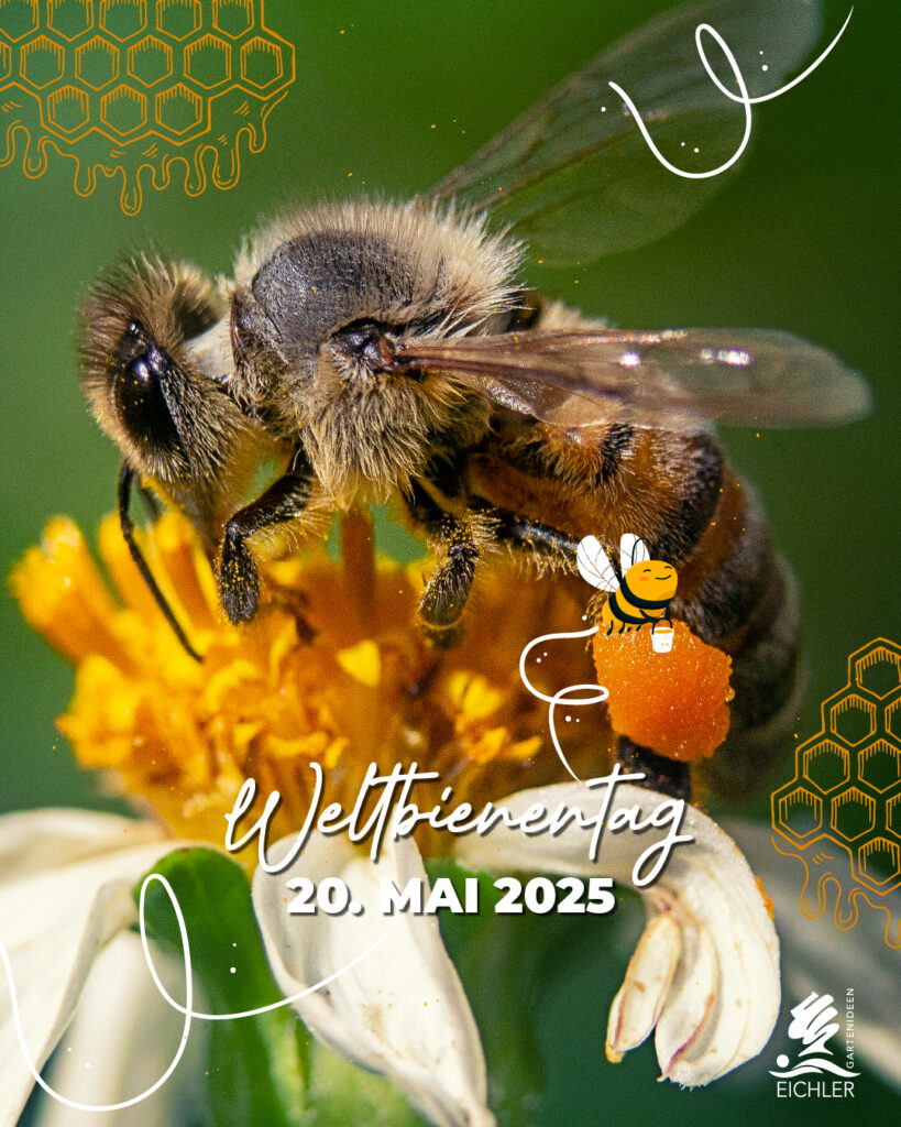 Biene welche eine gelbe Blüte bestäubt mit Text zum Weltbienentag