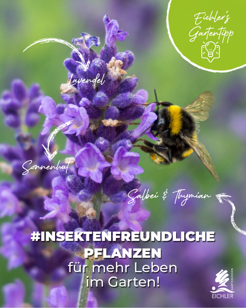 Gartentipp im Juni, insektenfreundliche Pflanzen