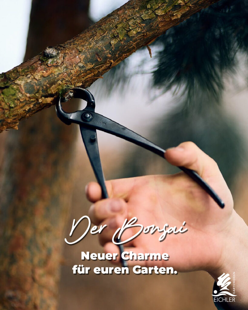 Bonsai Verschnitt