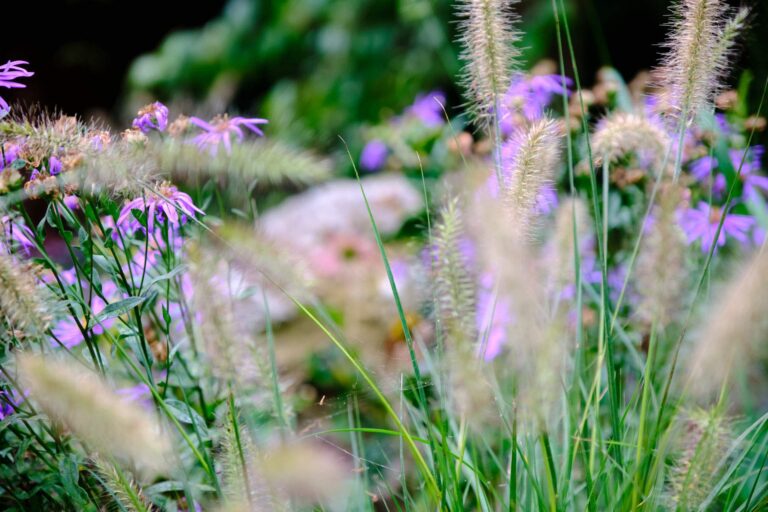 Nahaufnahme Blumen Bepflanzung im Garten