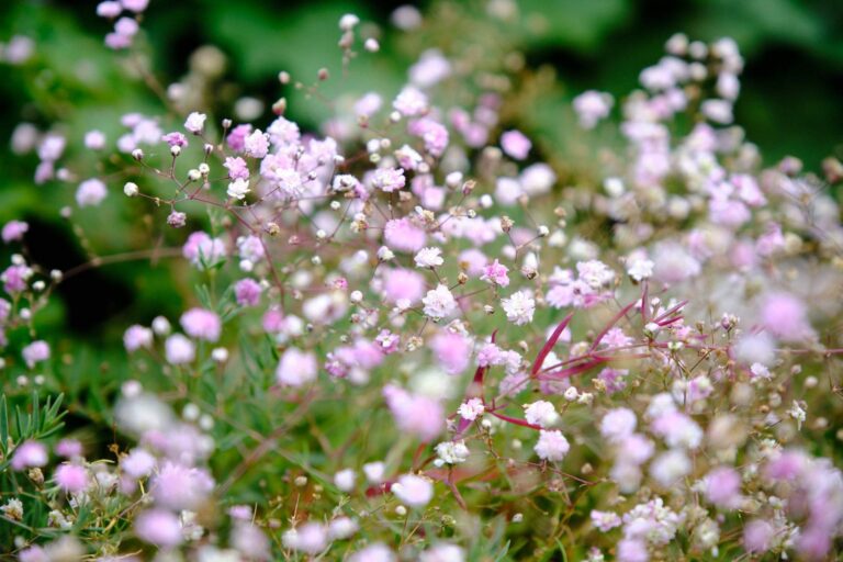 Nahaufnahme Blumenbeplanzung