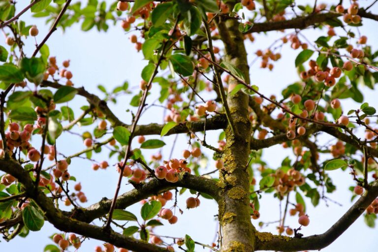 Nahaufnahme Baum im Garten