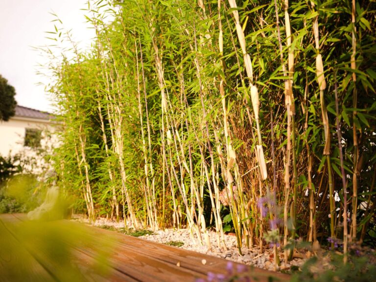 Bambusbepflanzung