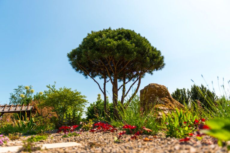 Plfanzungen und Bäume im Garten