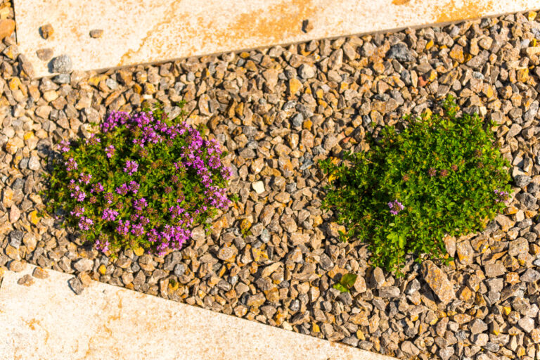Pflanzungen im Garten
