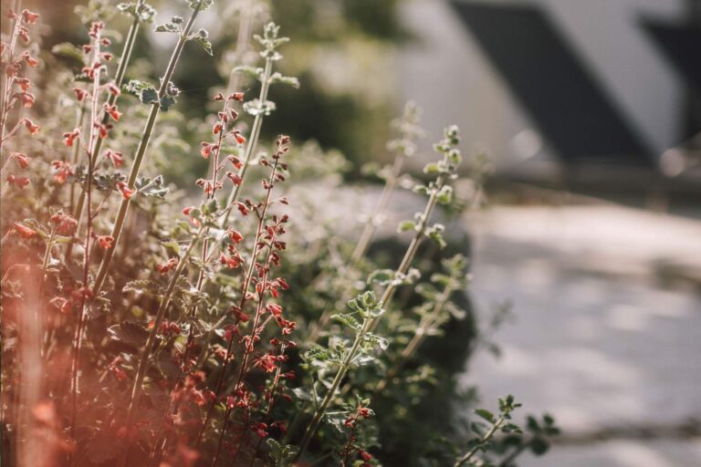Bunte Pflanzung im Garten
