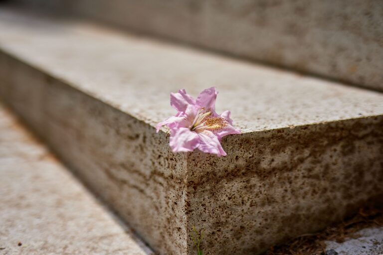 Rosa Böüte auf Treppenstufe