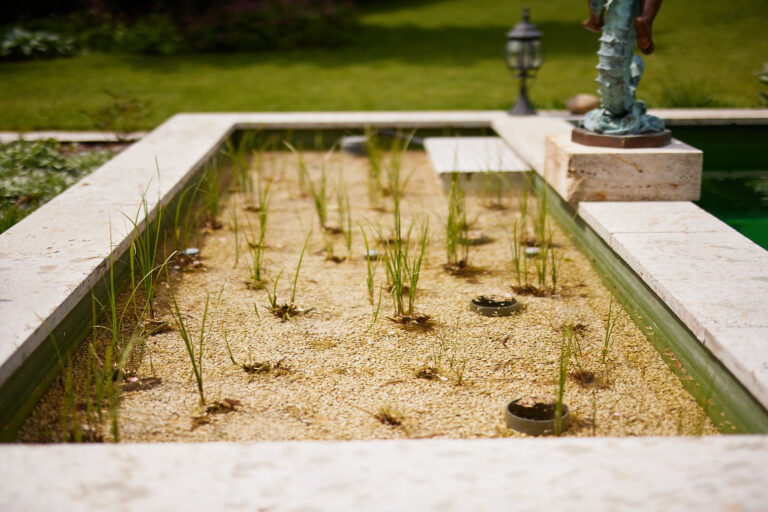 Filterzone des Naturpools mit kleinen Pflanzen