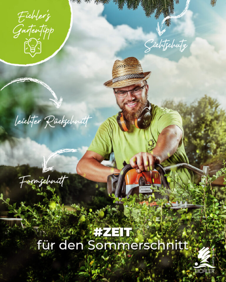Gartentipp im August – Gärtner beim Heckenschnitt