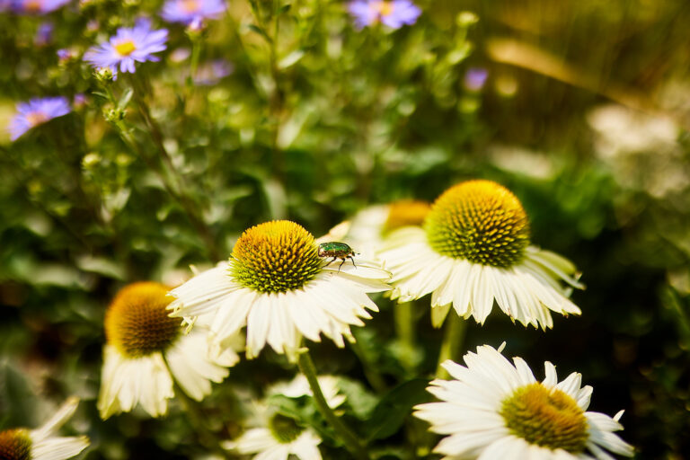 Nahaufnahme der Blumen