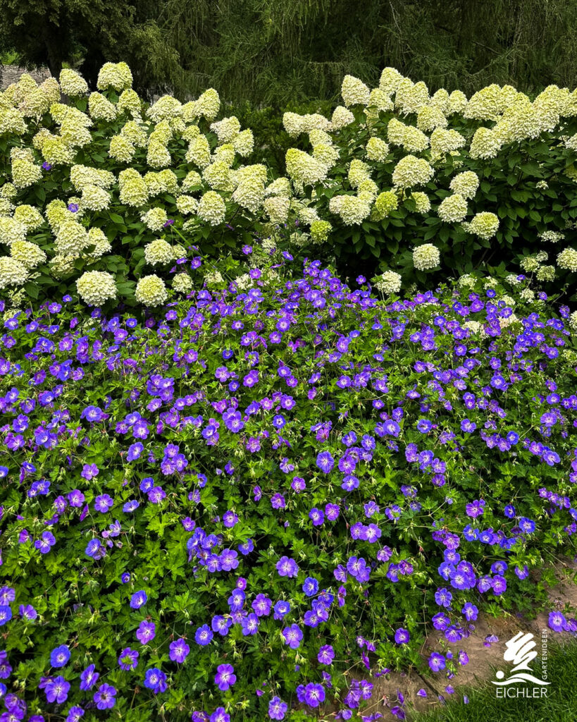Blütenvielfalt im Garten, kleine lila Blumen und große weiße Hortensien