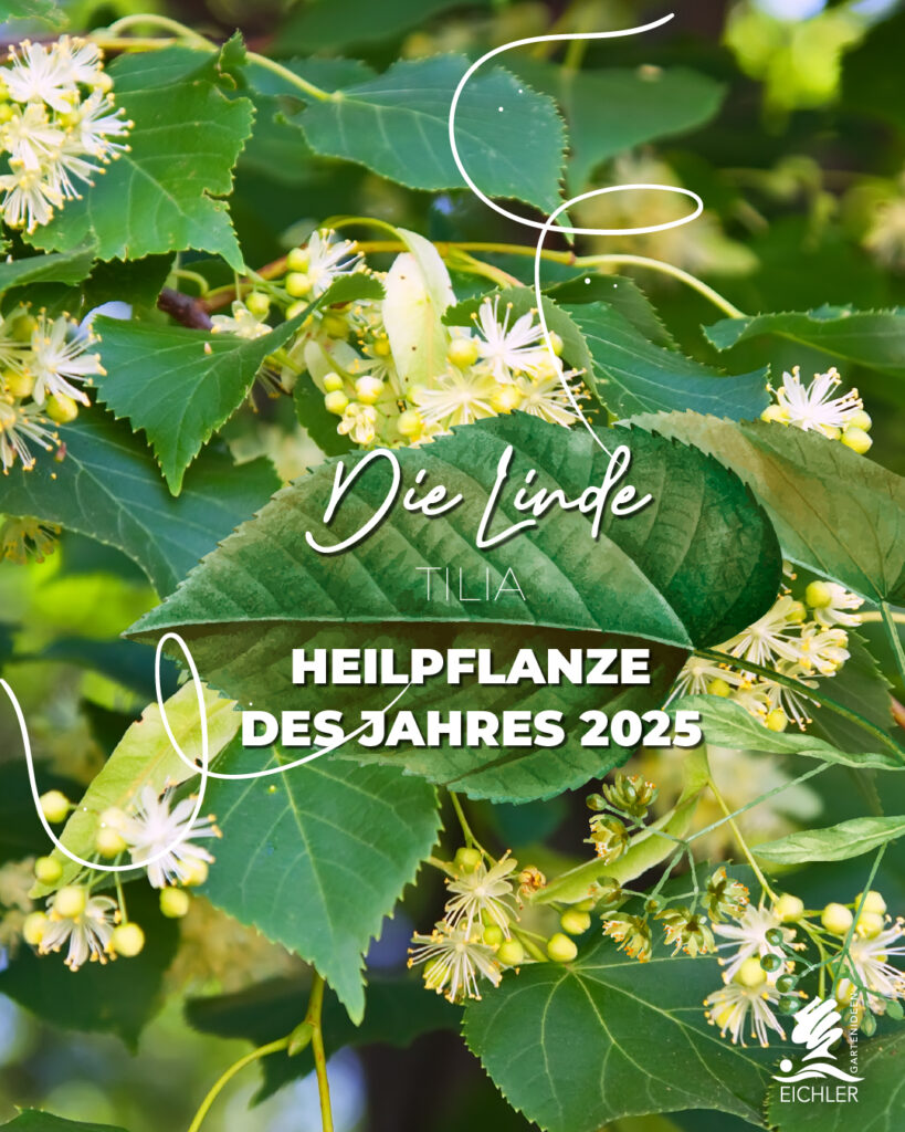 Die Linde, Heilpflanze des Jahres 2025