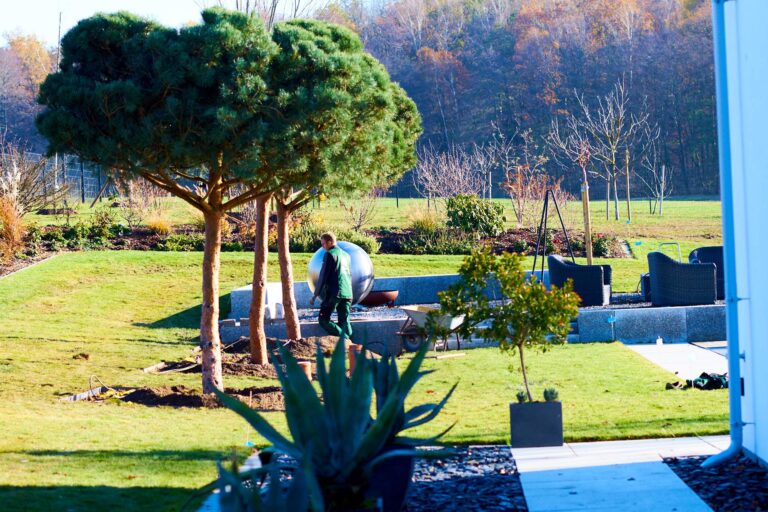 drei Solitärgehölze