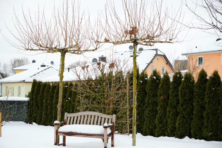 Dachplatanen im Winter