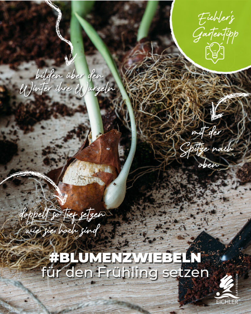 Eichlers Gartentipp. Jetzt Zwiebeln setzen für nächsten Frphling.