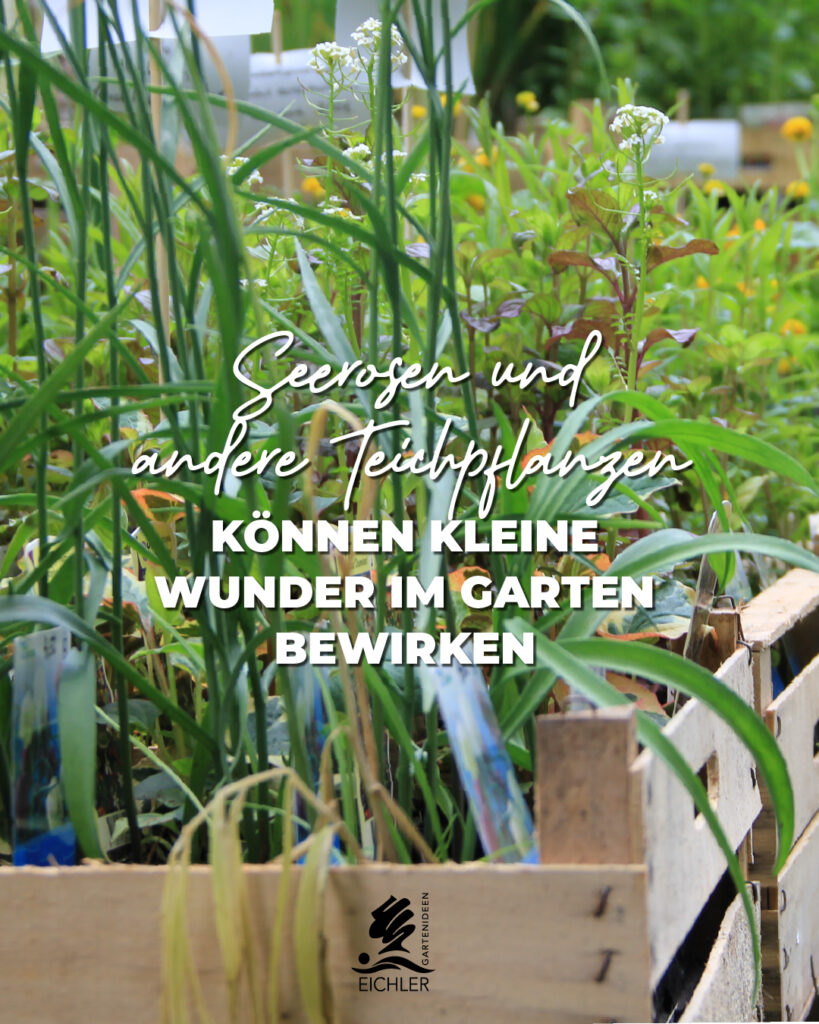 Seerosen und Teichpflanzen Beitrag Eichlers Gartenideen