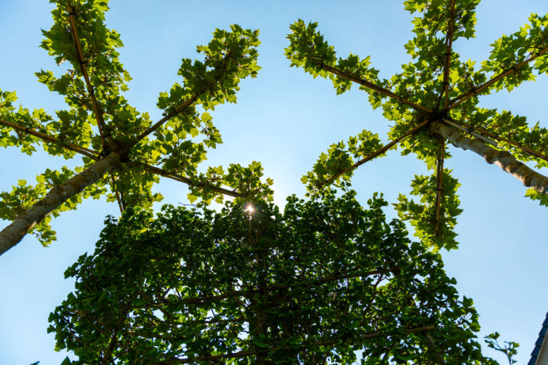 Äste von Dachplatanen