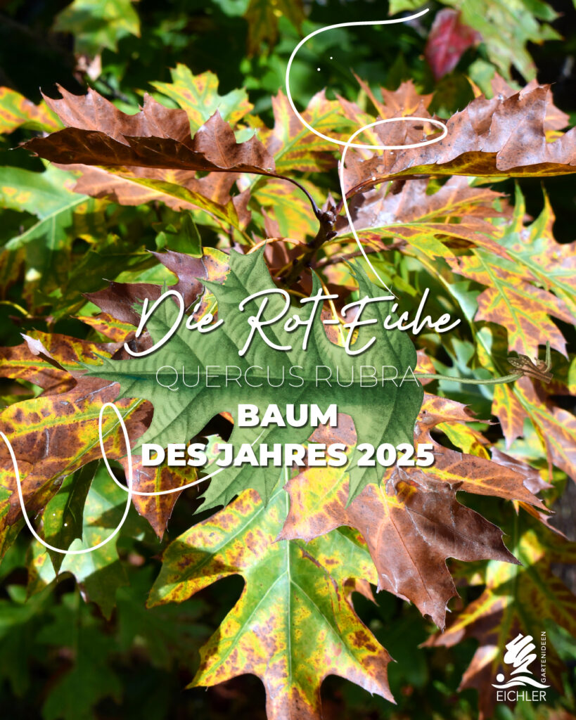 Roteiche. Baum des Jahres