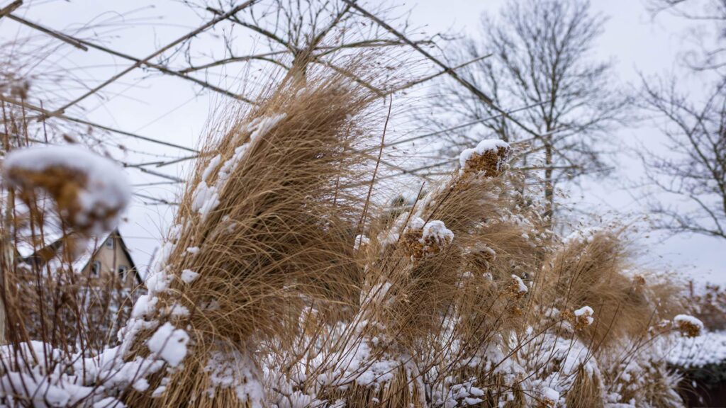 Gräser mit Schnee bedeckt
