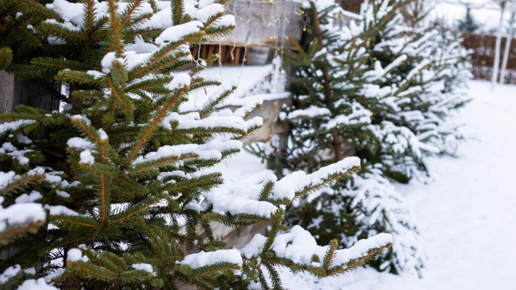 Geschmückte Tannenbäume an einer Holz-Terrasse