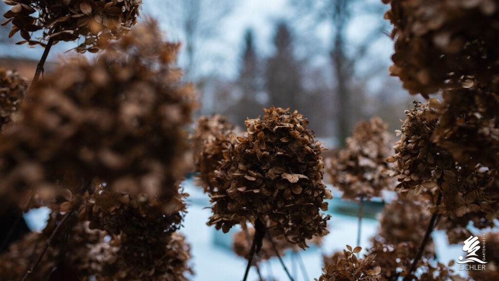 Nahaufnahme von braunen Hortensienblüten im Winter