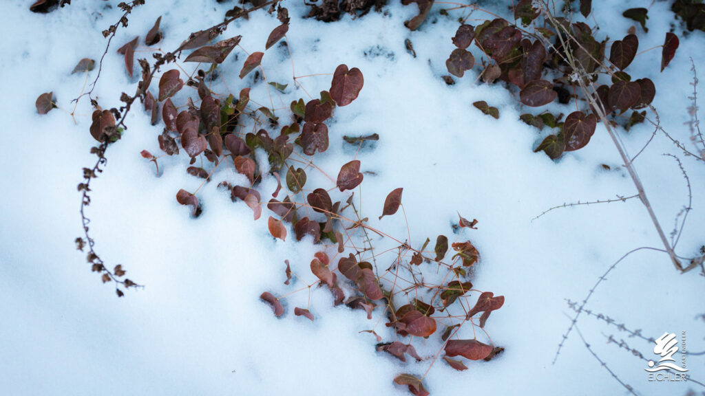 eingeschneite roten Ranken einer Pfanze