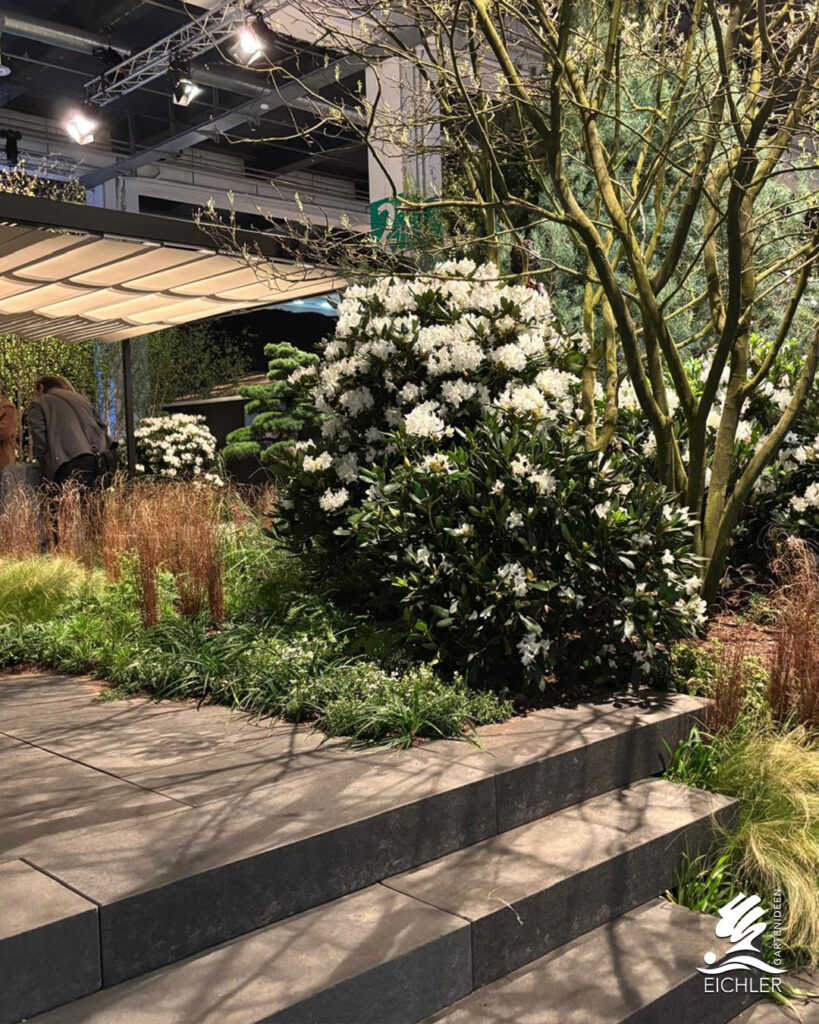 Großflächige Natursteinstufen führen zu einer dichten Bepflanzung mit großen weißen Rhododendronbüschen und filigranen Bäumen.