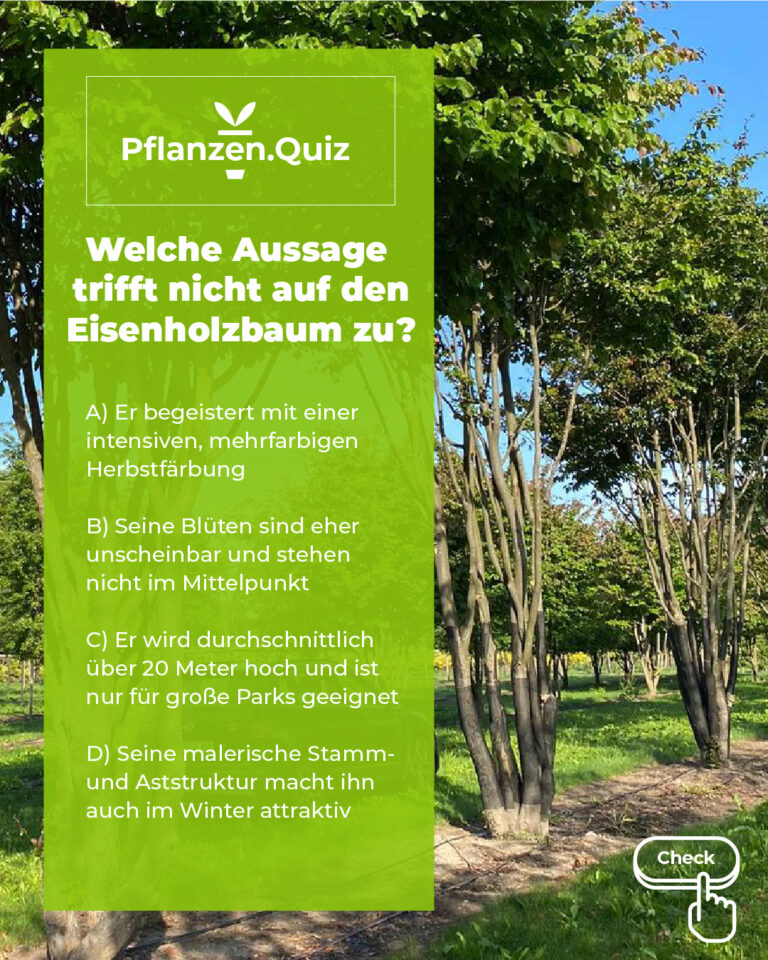 Eichler Gartenideen Pflanzenquiz Eisenholzbaum