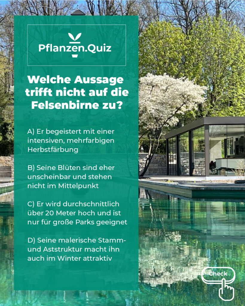 Pflanzenquiz Felsenbirne