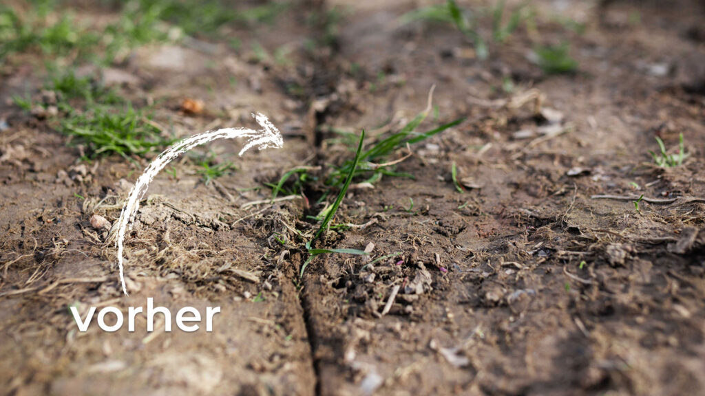 Vorher Vergleich: fleckiger Rasen mit brauner rissiger Erde darunter