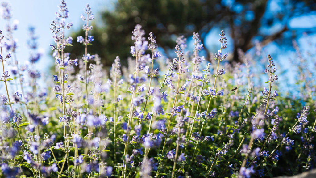 Nahaufnahme von blühendem Lavendel vor einem unscharfen Gartenhintergrund.