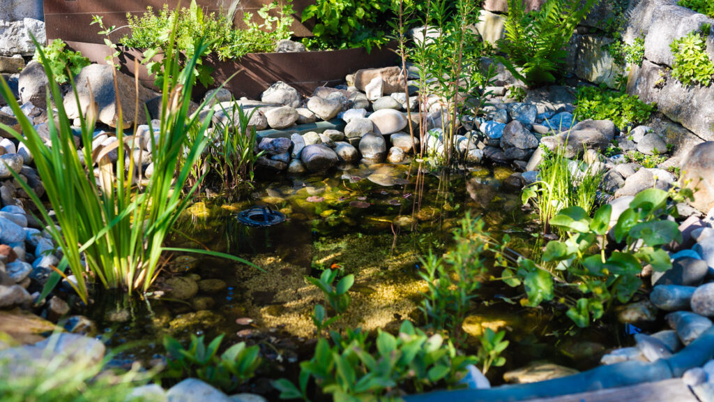 Ein naturnah gestalteter kleiner Gartenteich mit Uferbepflanzung und Kieselsteinen