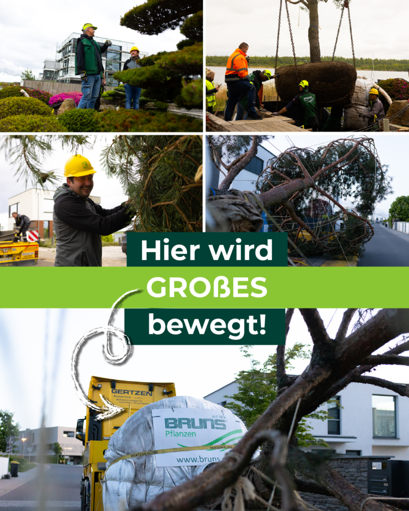 Bruns Baumlieferung, Hier wird großes Bewegt