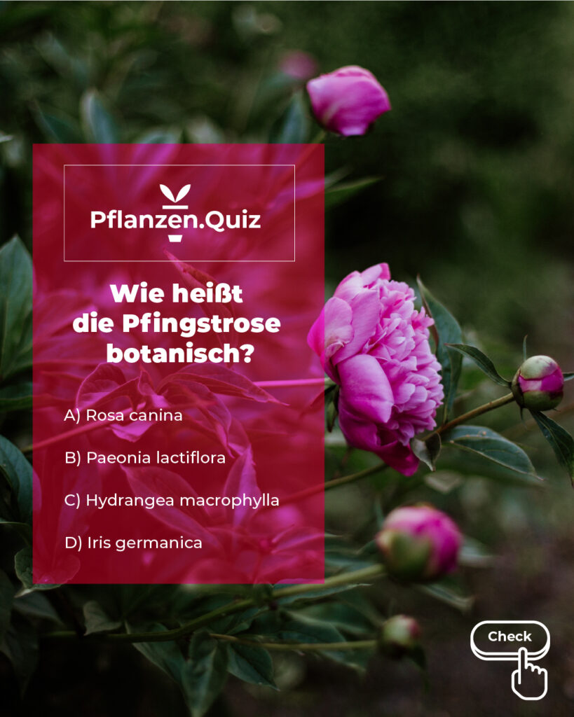 Pflanzenquiz, Frage: Wie heißt die Pfingstrose botanisch. Im Hintergrund: Rosa Pfingsrosen