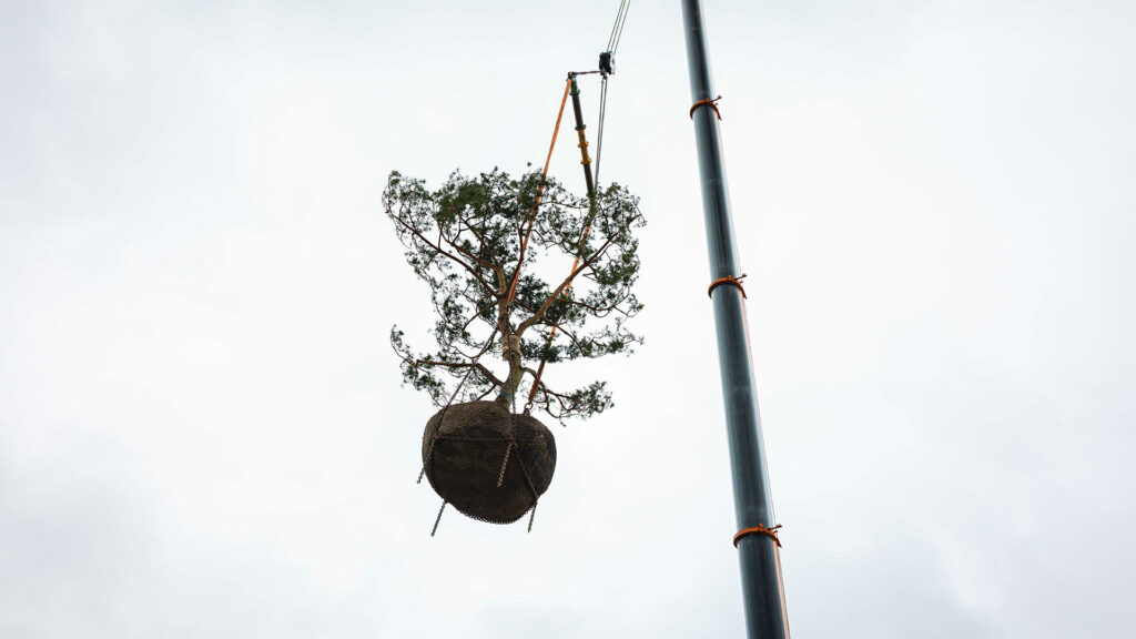 Kiefer mit weit verzweigten Ästen und einem großen, runden Wurzelballen schwebt hoch in der Luft, angehoben von den Seilen eines Mobilkrans.