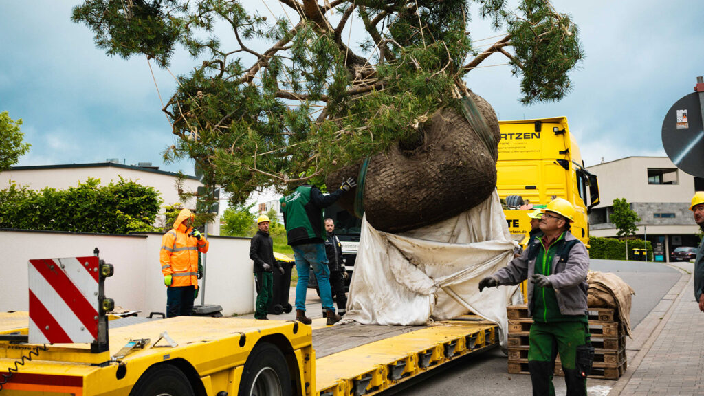 Kiefer wird per Kran vorsichtig von der Ladefläche eines gelben Schwerlasttransporters gehoben. Mehrere Bauarbeiter in Warnkleidung und Helmen sichern den Vorgang auf der Straße.