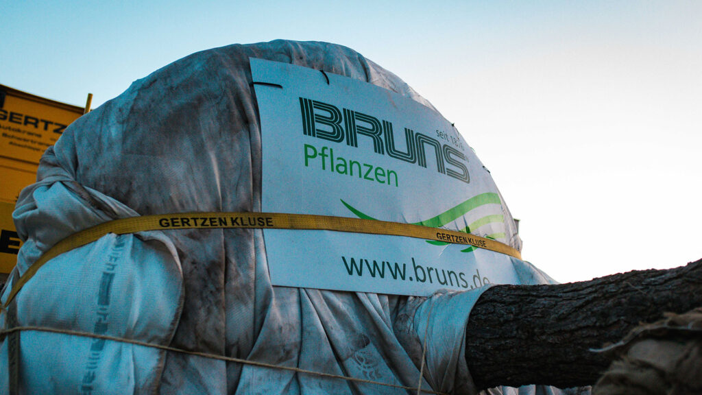 Detailaufnahme des transportsicher verpackten Wurzelballens der Kiefer. Auf der weißen Schutzplane ist das Logo von „BRUNS Pflanzen“ mit der Website-Adresse gut sichtbar aufgedruckt und mit gelben Spanngurten fixiert.