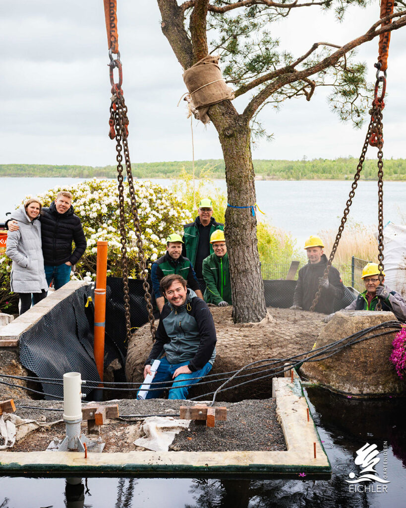 Gruppenfoto im Garten an einem See: Das Team der Gartenbaufirma Eichler Gartenideen und das Kundenpaar posieren lächelnd um eine große, frisch per Kran in ein vorbereitetes Beet schwebende Kiefer, deren Wurzelballen noch fest verpackt ist.