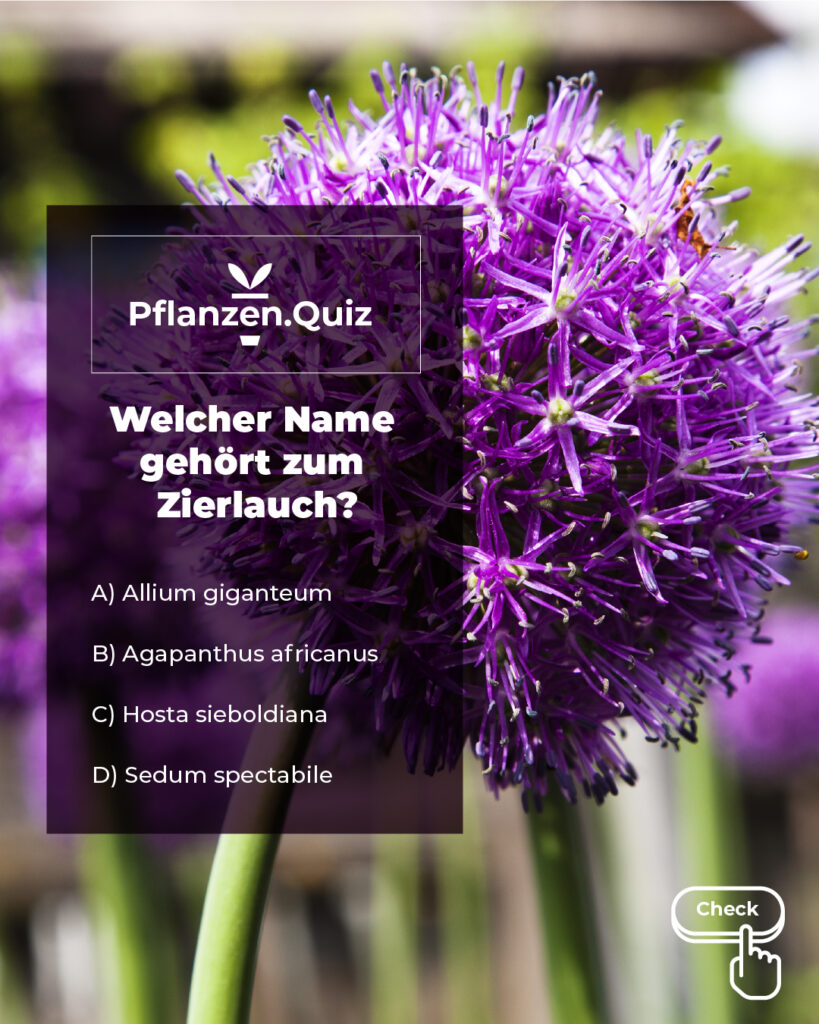 Nahaufnahme eines lila blühenden Zierlauchs mit der Aufschrift: Pflanzenquiz