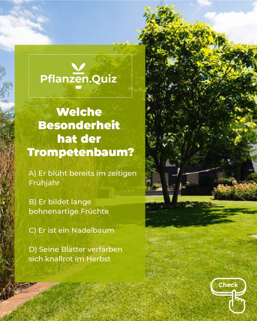Großer Trompetenbaum auf einer Wiese in einem grünen Garten