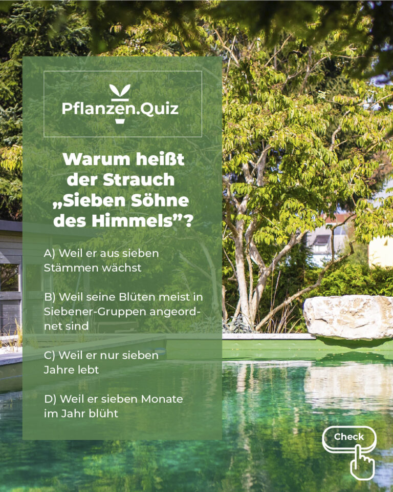 grüner Sieben-Söhne-des-Himmels-Strauch vor einem Pool