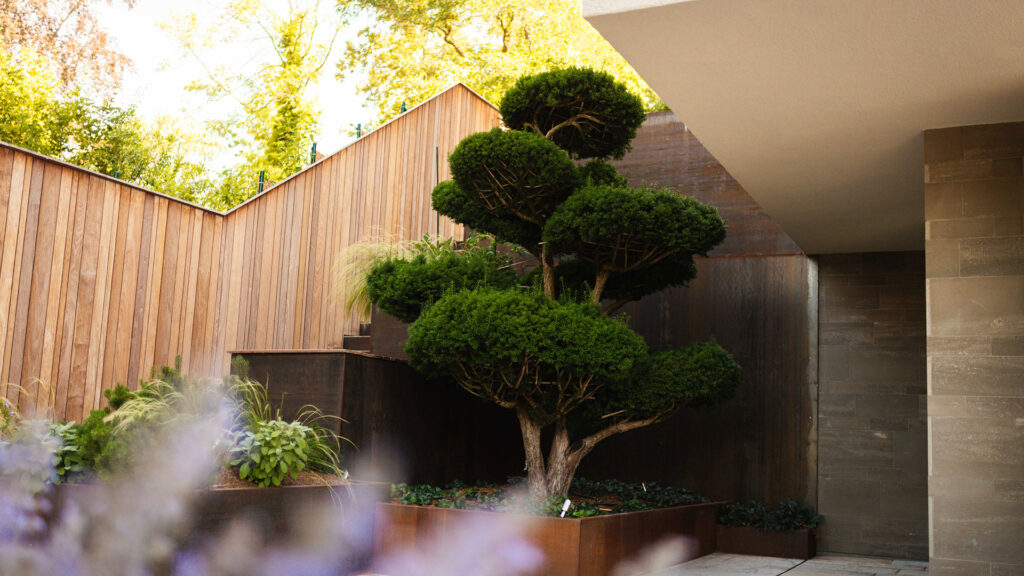 Ein formschöner Bonsai-Baum (Gartenbonsai) in ein Hochbeet aus Cortenstahl gepflanzt, vor einer modernen Holz- und Stahlfassade.