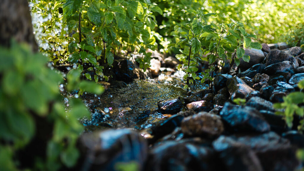 Ein kleiner Wasserlauf mit Kieseln und Flusssteinen, umgeben von dichten grünen Pflanzen.