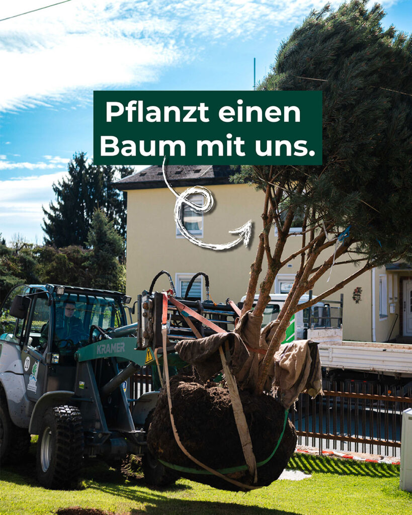 Bagger hebt eine Großkiefer hoch