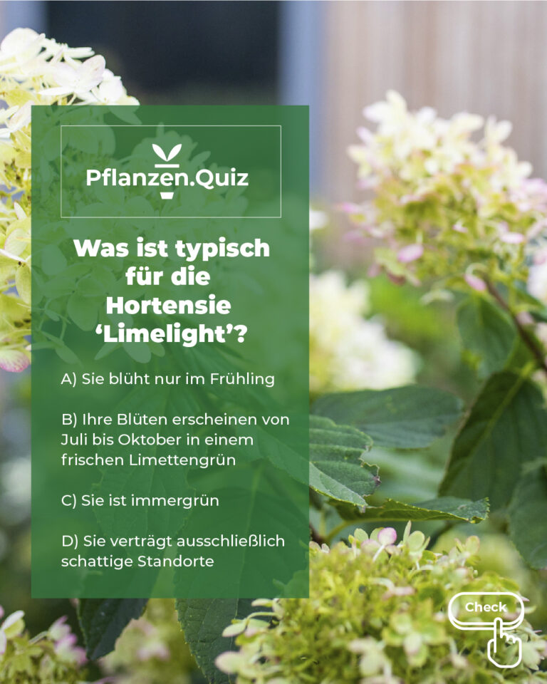 Pflanzenquiz Hortensie Limelight
