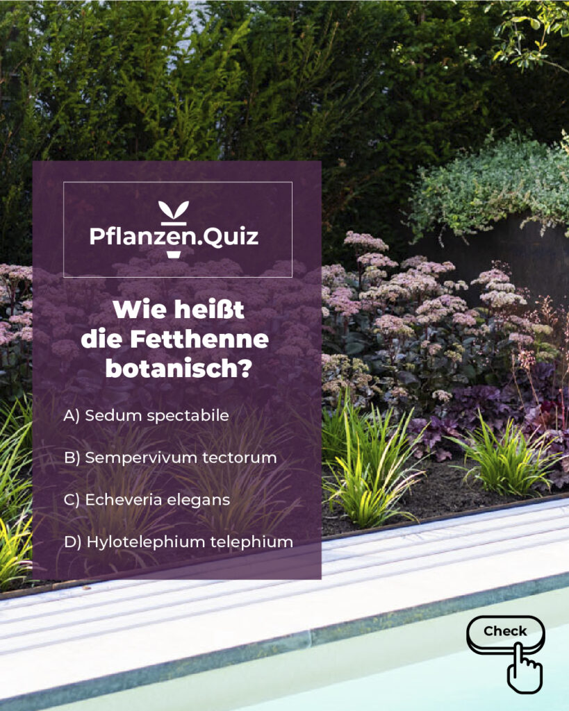 Pflanzenquiz: Wie heißt die Fetthenne botanisch?
